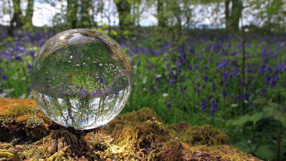 Janet Morris from Cascob near Whitton in Powys said she took ages to capture these untouched bluebells. She said: "The sight and smell were amazing."