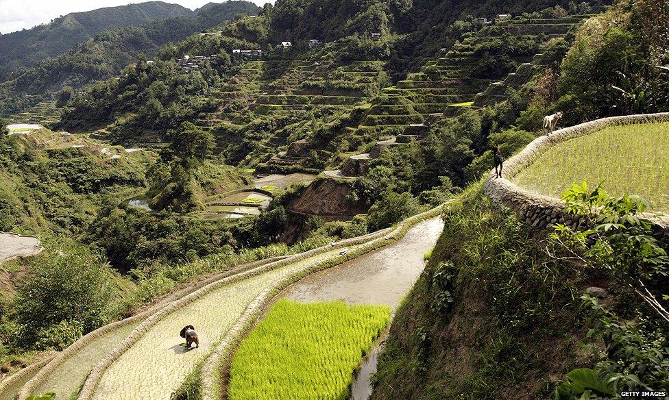 Rice terraces in Ifugao province (2008)