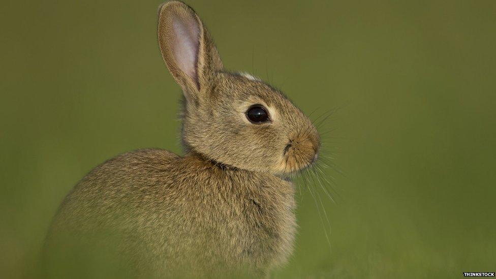 Wild rabbit