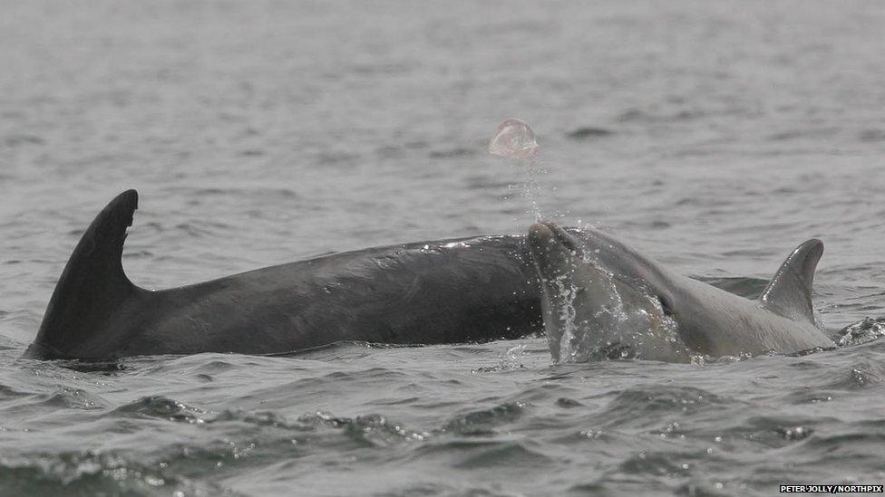 Young dolphin playing with jellyfish