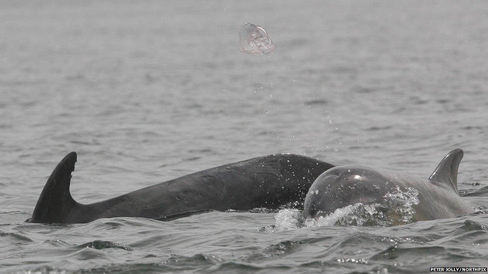 Young dolphin playing with jellyfish