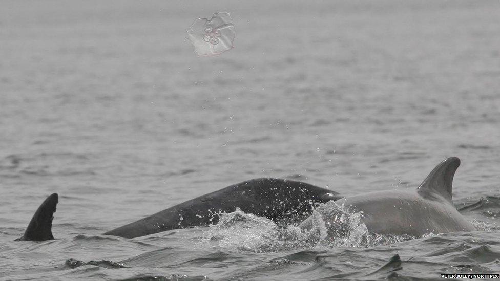 Young dolphin playing with jellyfish