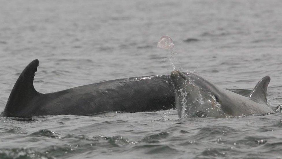 Young dolphin playing with jellyfish