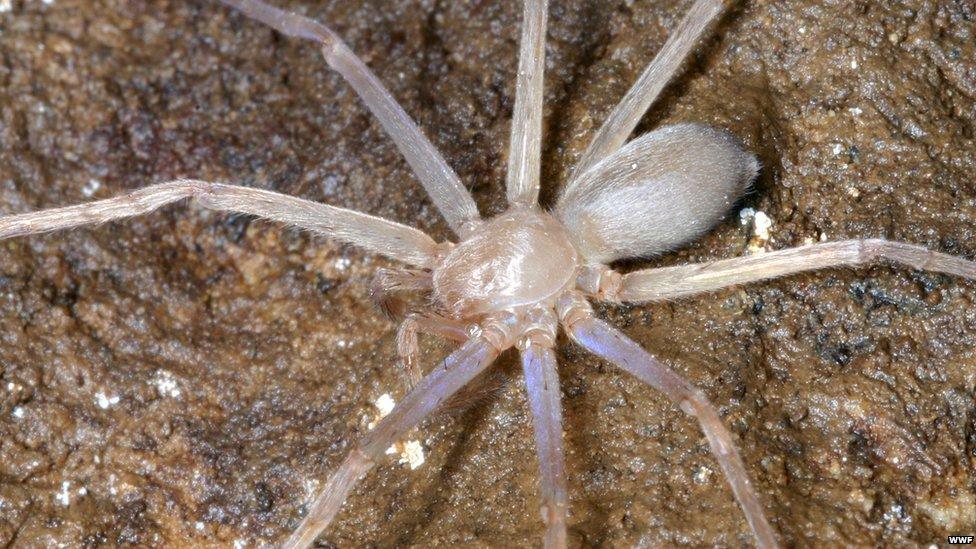 Blind huntsman spider