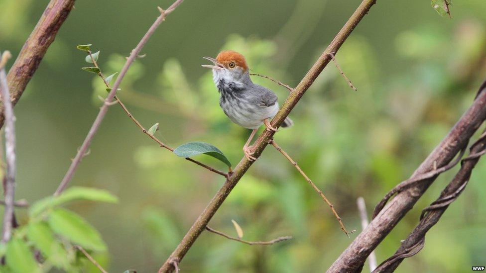 The Cambodian Tailorbird