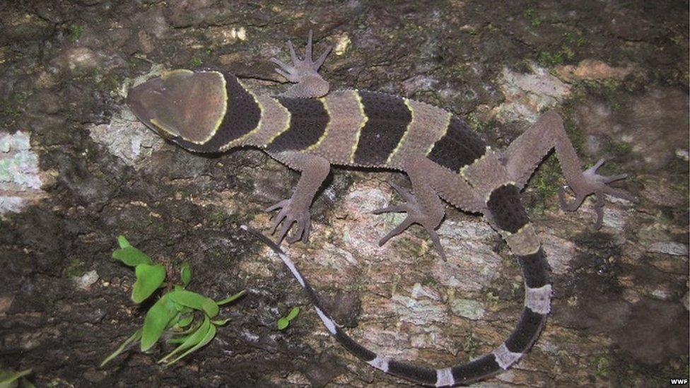 Zebra-striped lizard