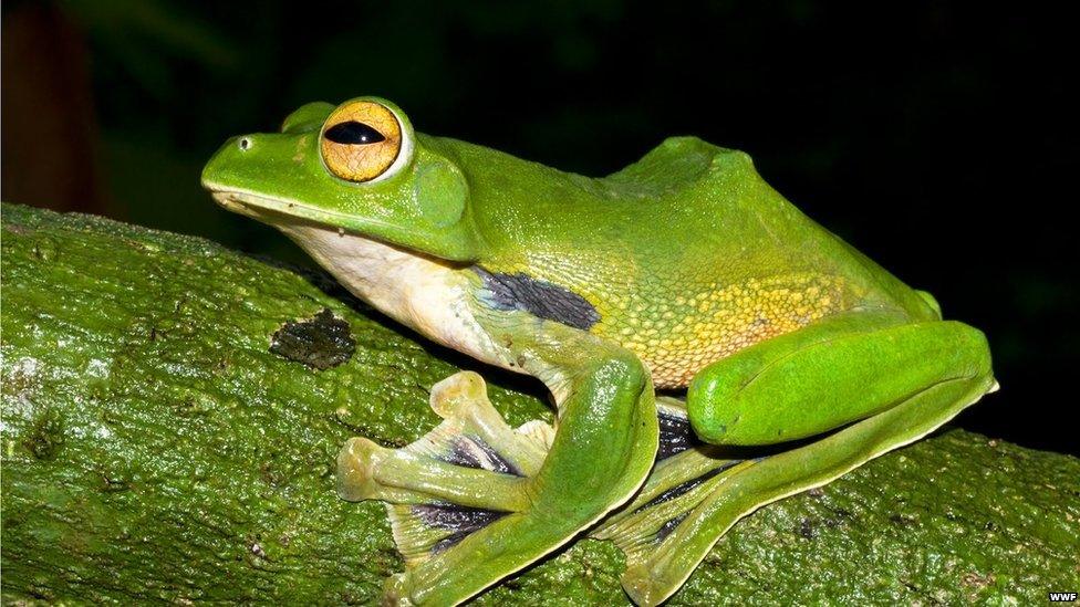 Green Flying Frog