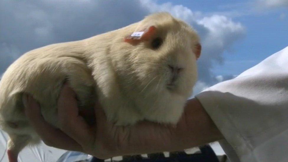 Big rodent at the 2014 Royal Cornwall Show