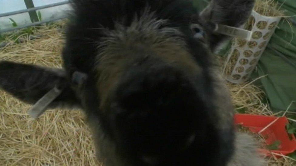 A goat takes interest in a BBC camera at the 2014 Royal Cornwall Show