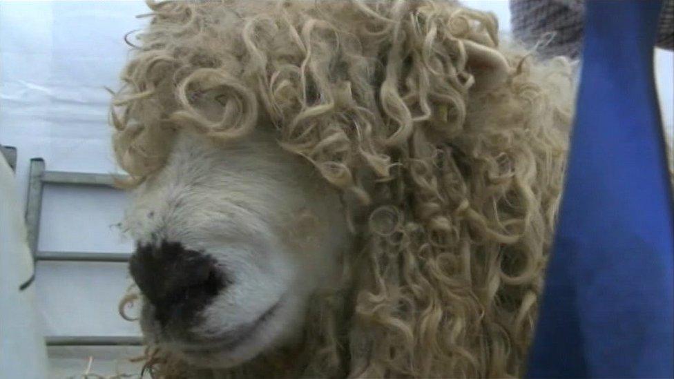 Sheep at the 2014 Royal Cornwall Show