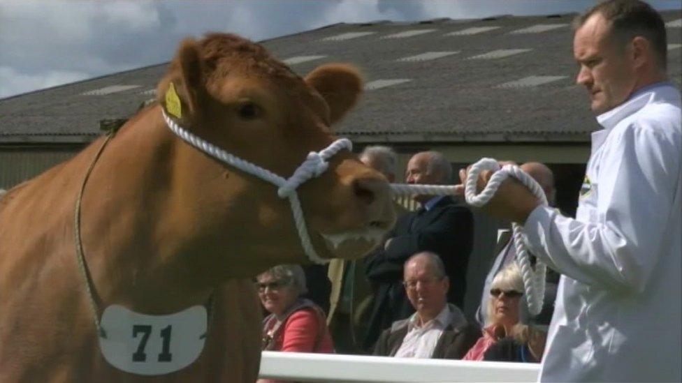 Livestock on display at the 2014 Royal Cornwall Show