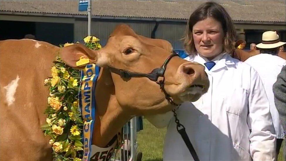 Champion cow at at the 2014 Royal Cornwall Show