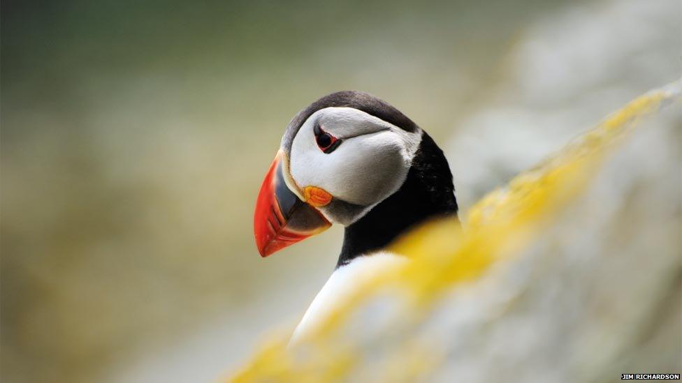 Puffin