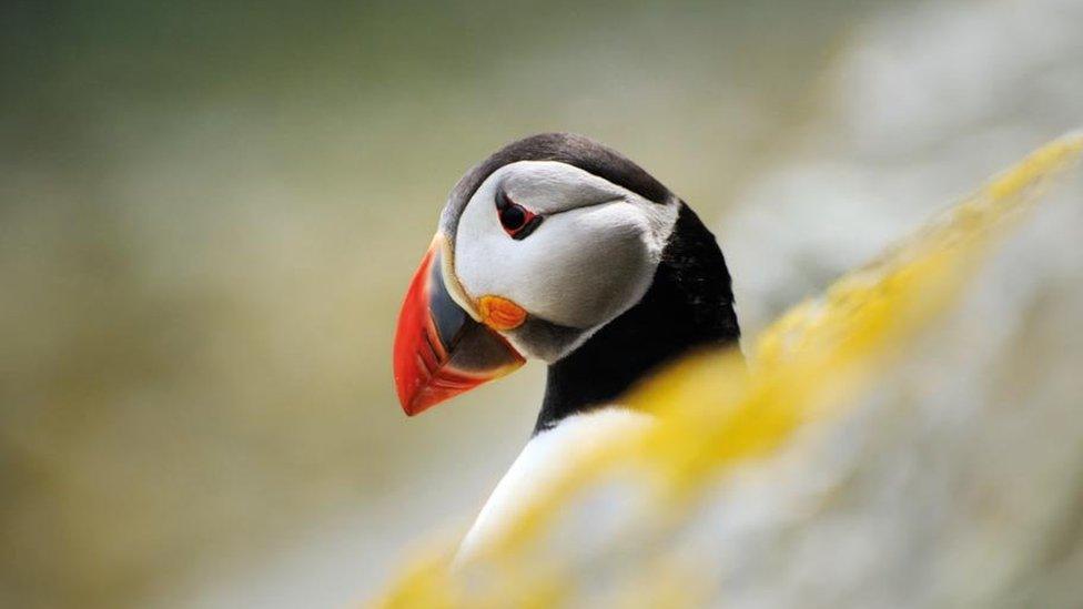 Puffin