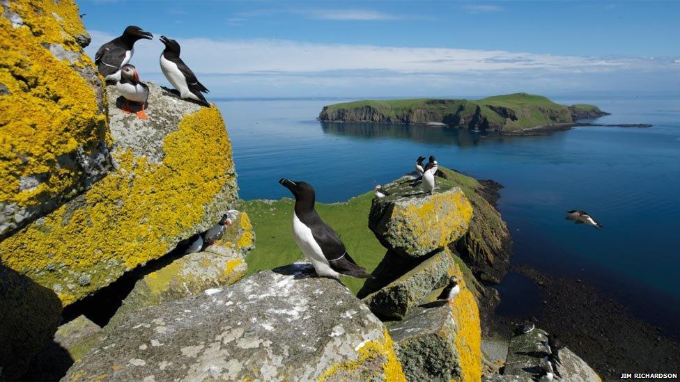 Razorbills and puffins