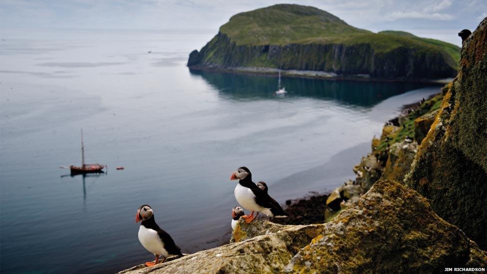 Puffins