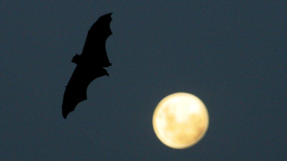 Bat (file pic)