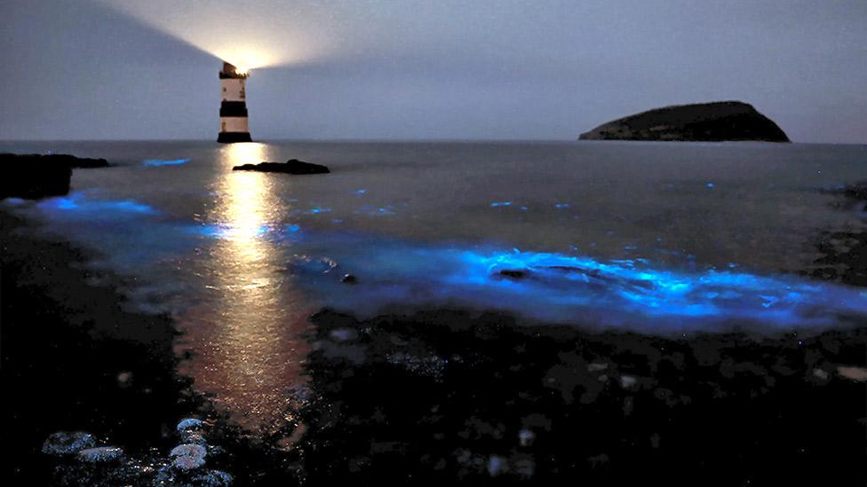 The bioluminescent activity of plankton