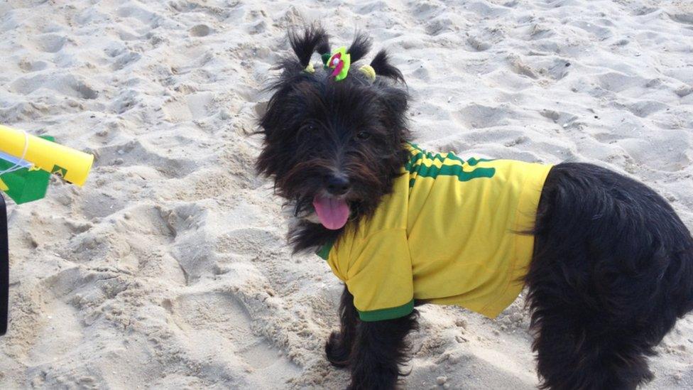 Dog dressed in brazil