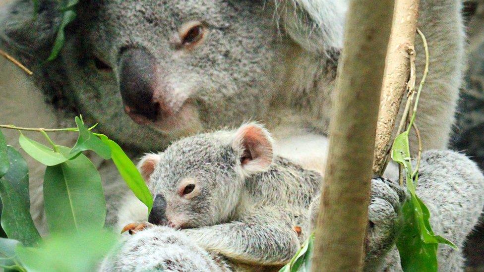 Koala