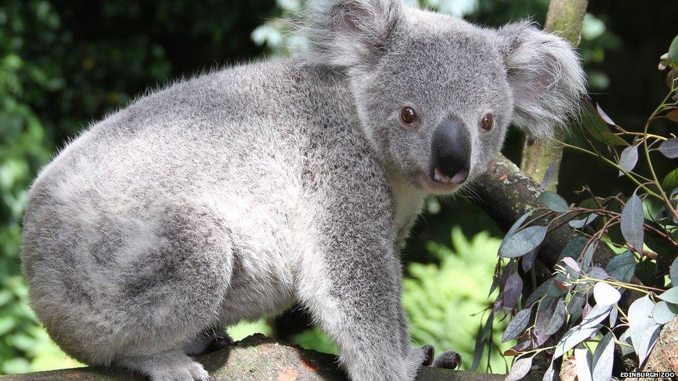 Koala