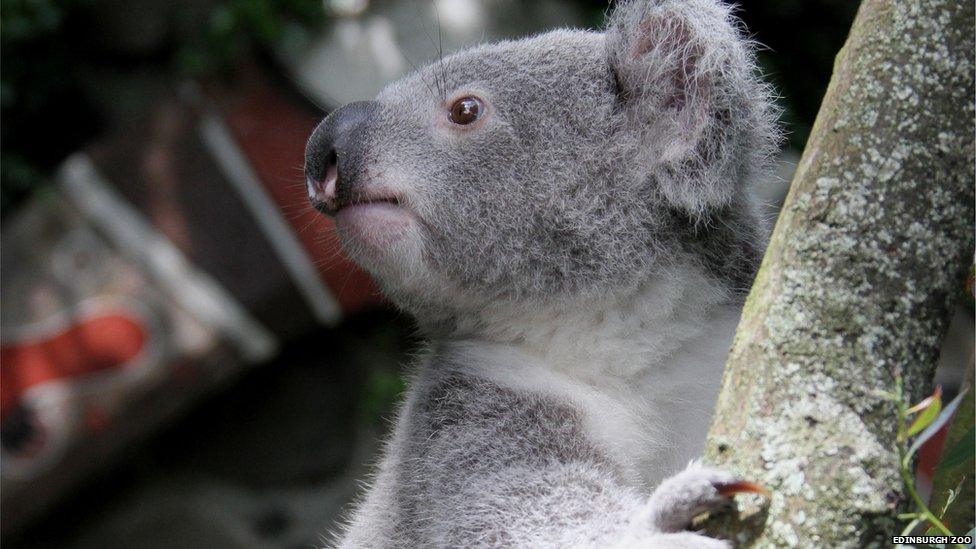 Koala