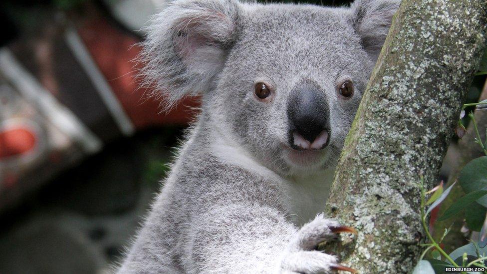 Koala