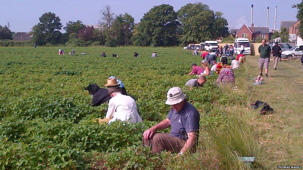 strawberry picking in Tiptree