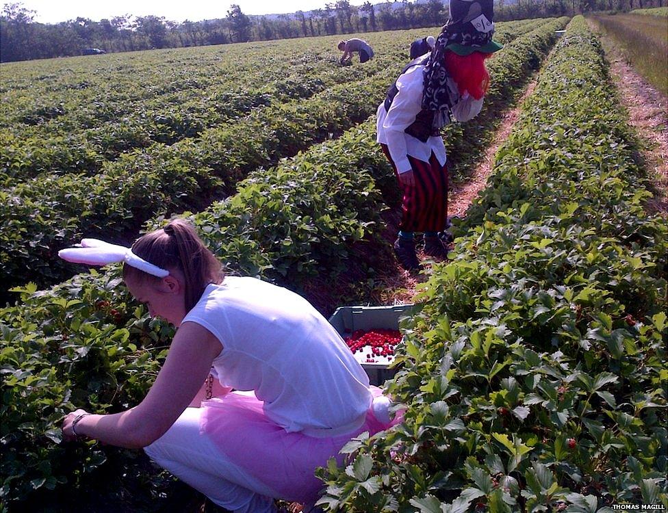 strawberry picking in Tiptree