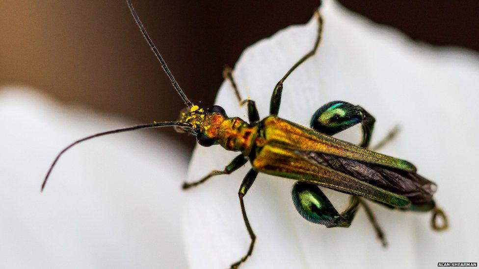 Flower beetle taken by Alan Shearman