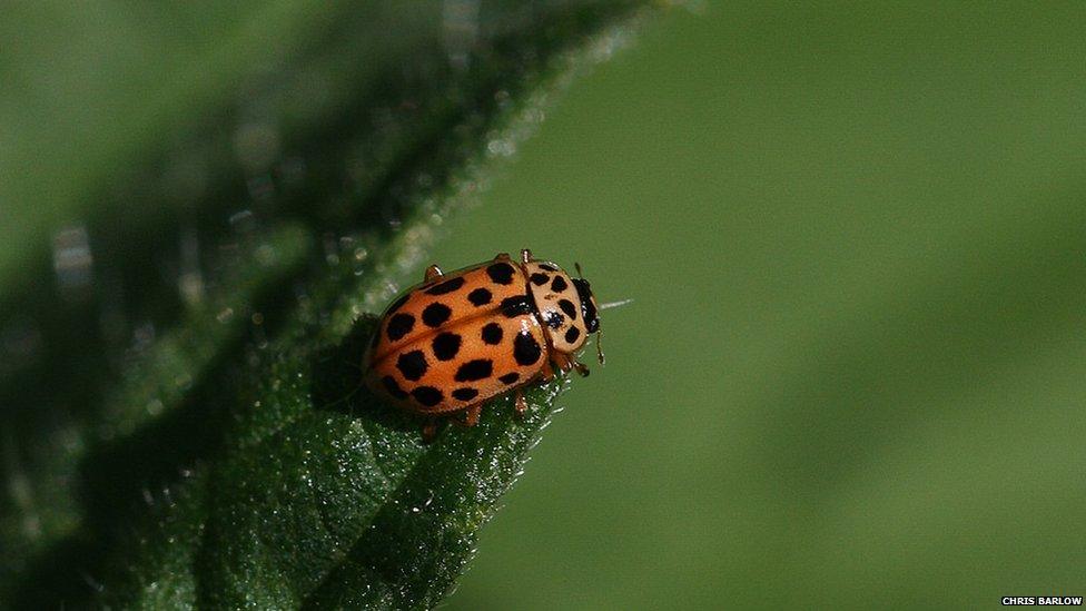 Water ladybird by Chris Barlow