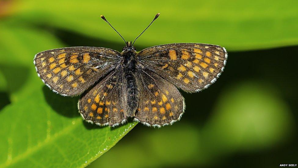 Heath fritillary by Andy Seely