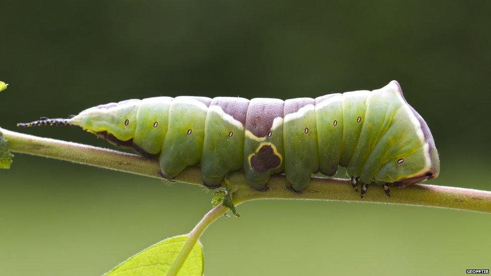 Puss moth caterpillar taken by Geofftib