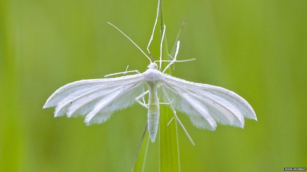 White plume moth John Murray