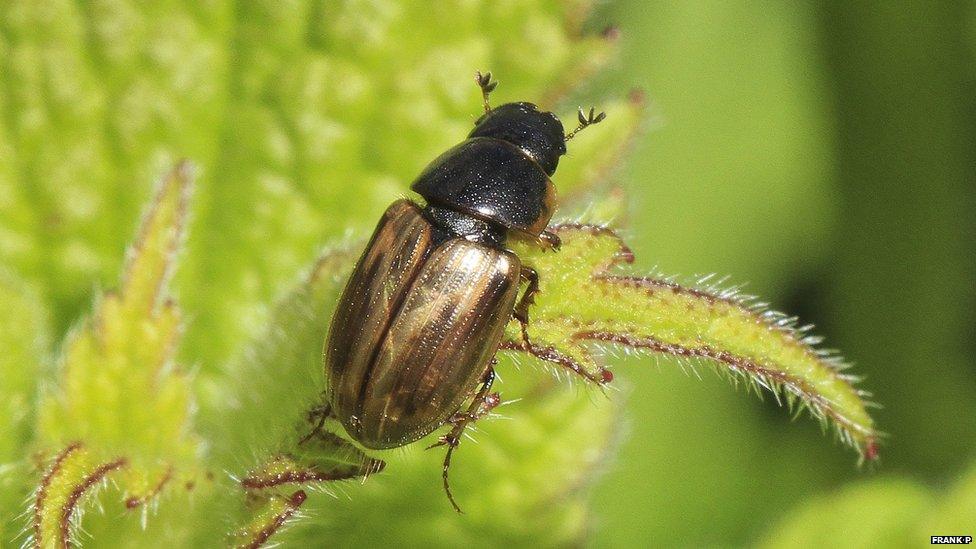 Dung beetle taken by Frank P