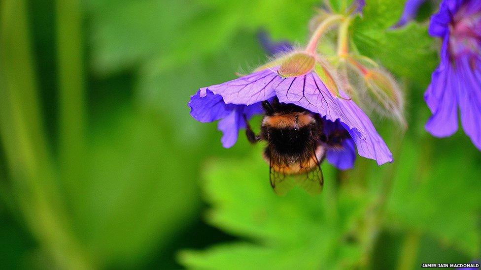 Bumblebee taken by James Ian Macdonald