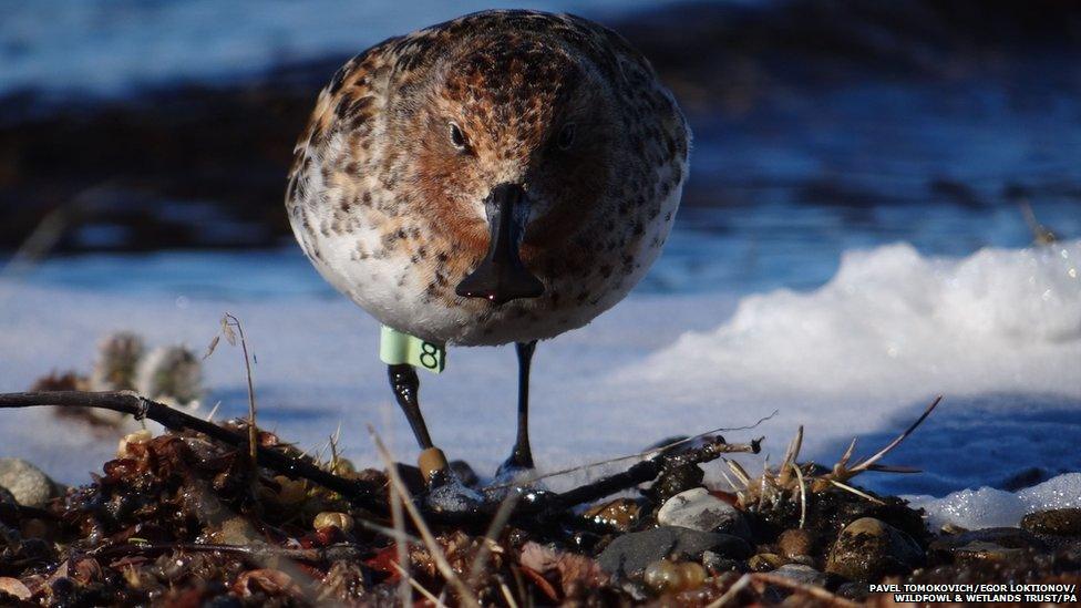 Spoon-billed sandpiper bird