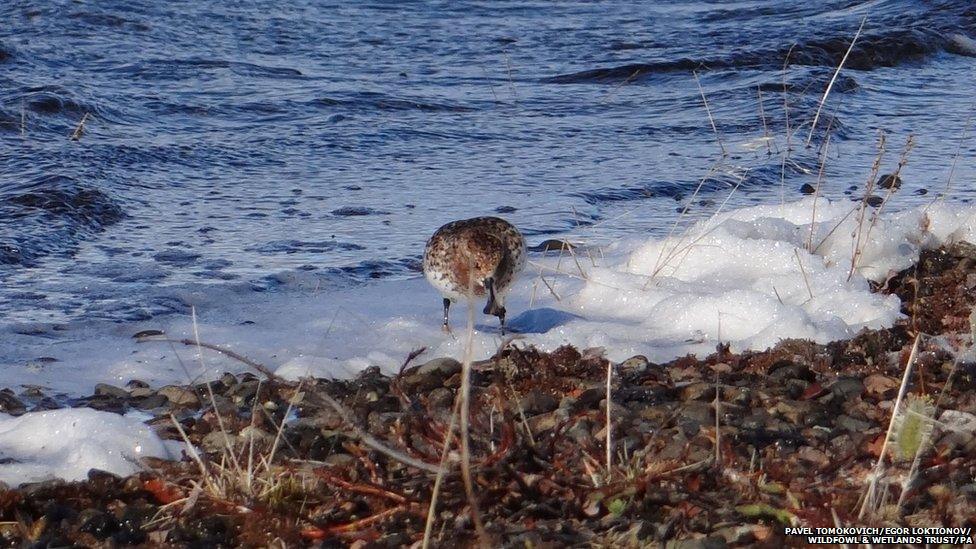 Spoon-billed sandpiper bird