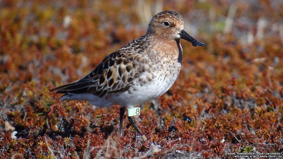 Spoon-billed sandpiper bird