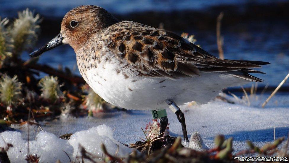 Spoon-billed sandpiper bird