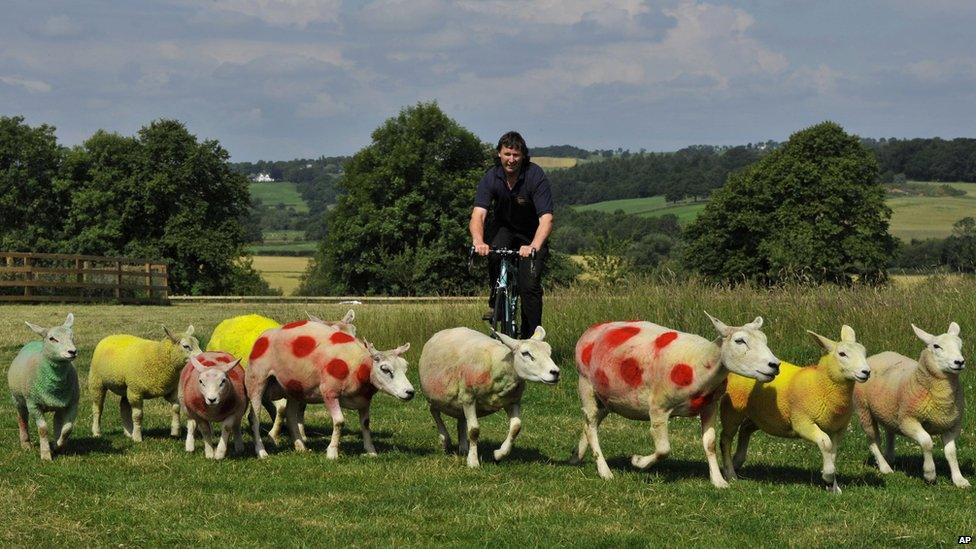 Sheep painted in the colors of the Tour de France winners jerseys, graze in fields near Harrogate, England, Tuesday, July 1, 2014, where the race will pass over the weekend. Farmer Keith Chapman a keen cycling enthusiast painted his flock in the Yellow Race leaders jersey, Polka dot of the Mountains Competition leader and Green jerseys for the Points leader to greet the riders when they race past.