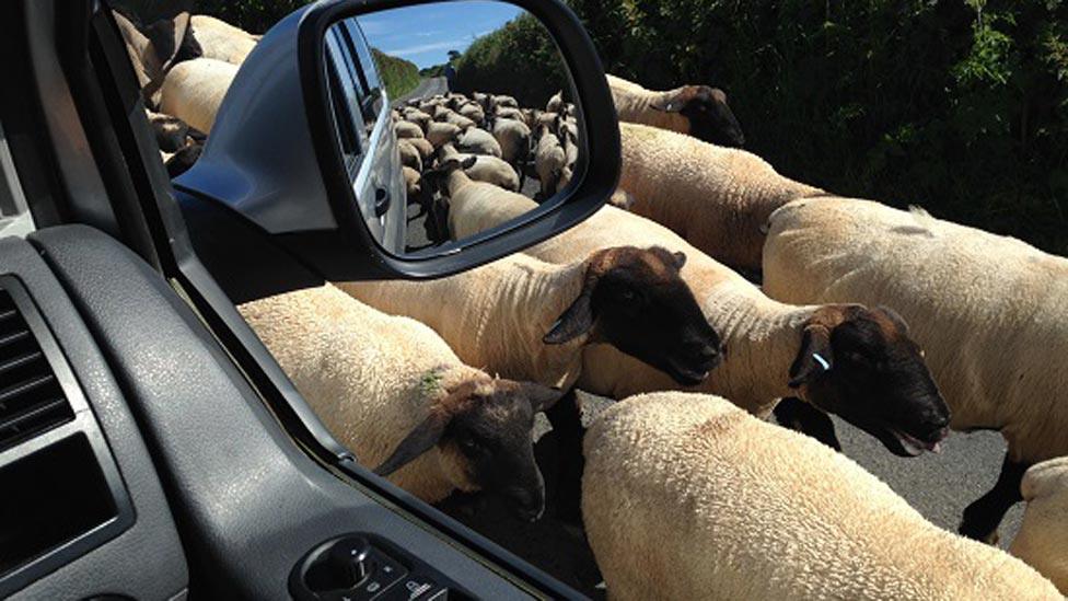 Sheep block a Gower road