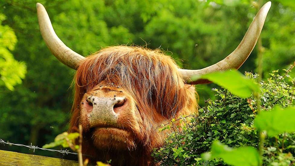 Highland cattle