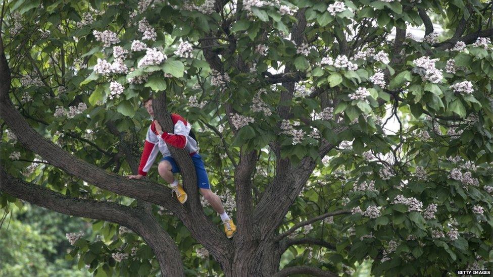 A man in a tree in Parliament Square