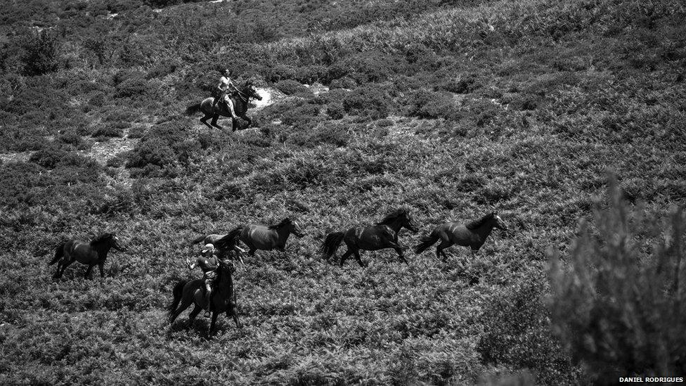 Together riders help to gather the horses