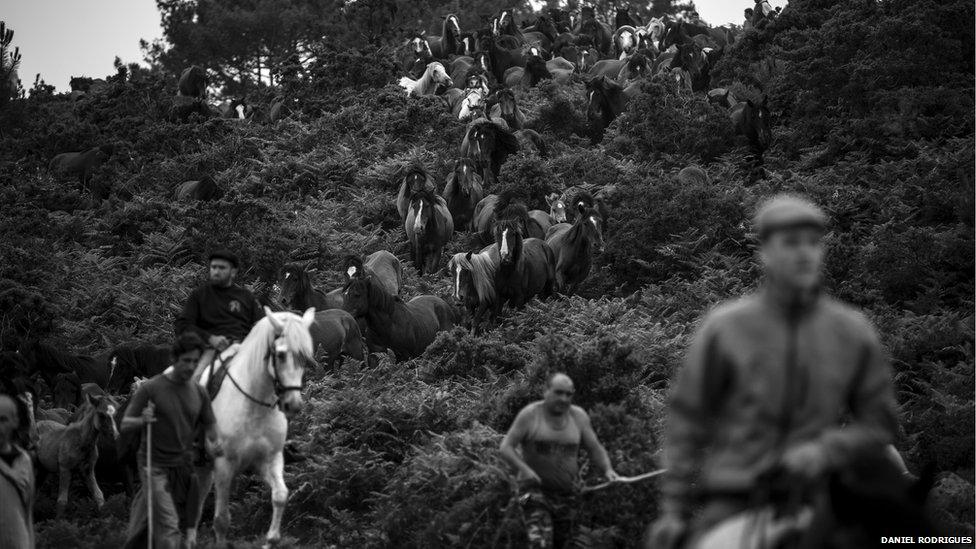 The horses are taken to the village of Sabucedo