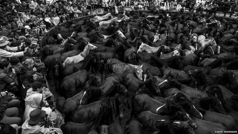 The horses are gathered in the Curro before the cutting begins