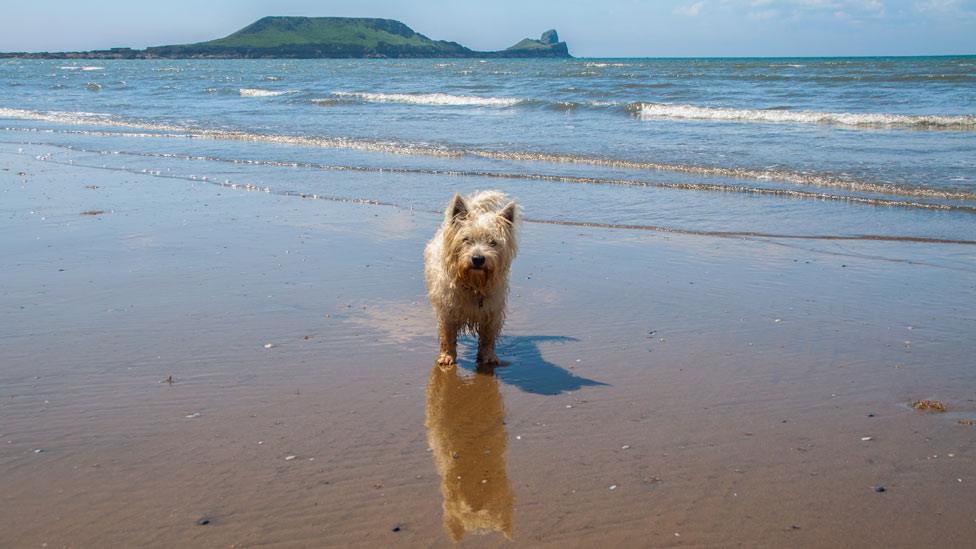 Rhossili beach, Gower