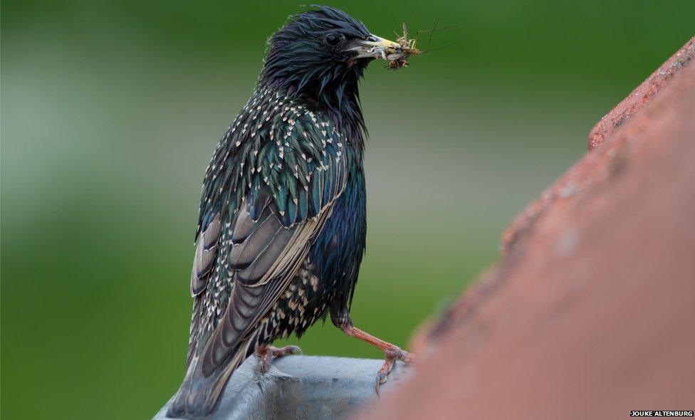 Starling