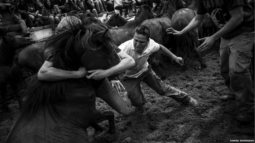 Horses are vaccinated at the round-up